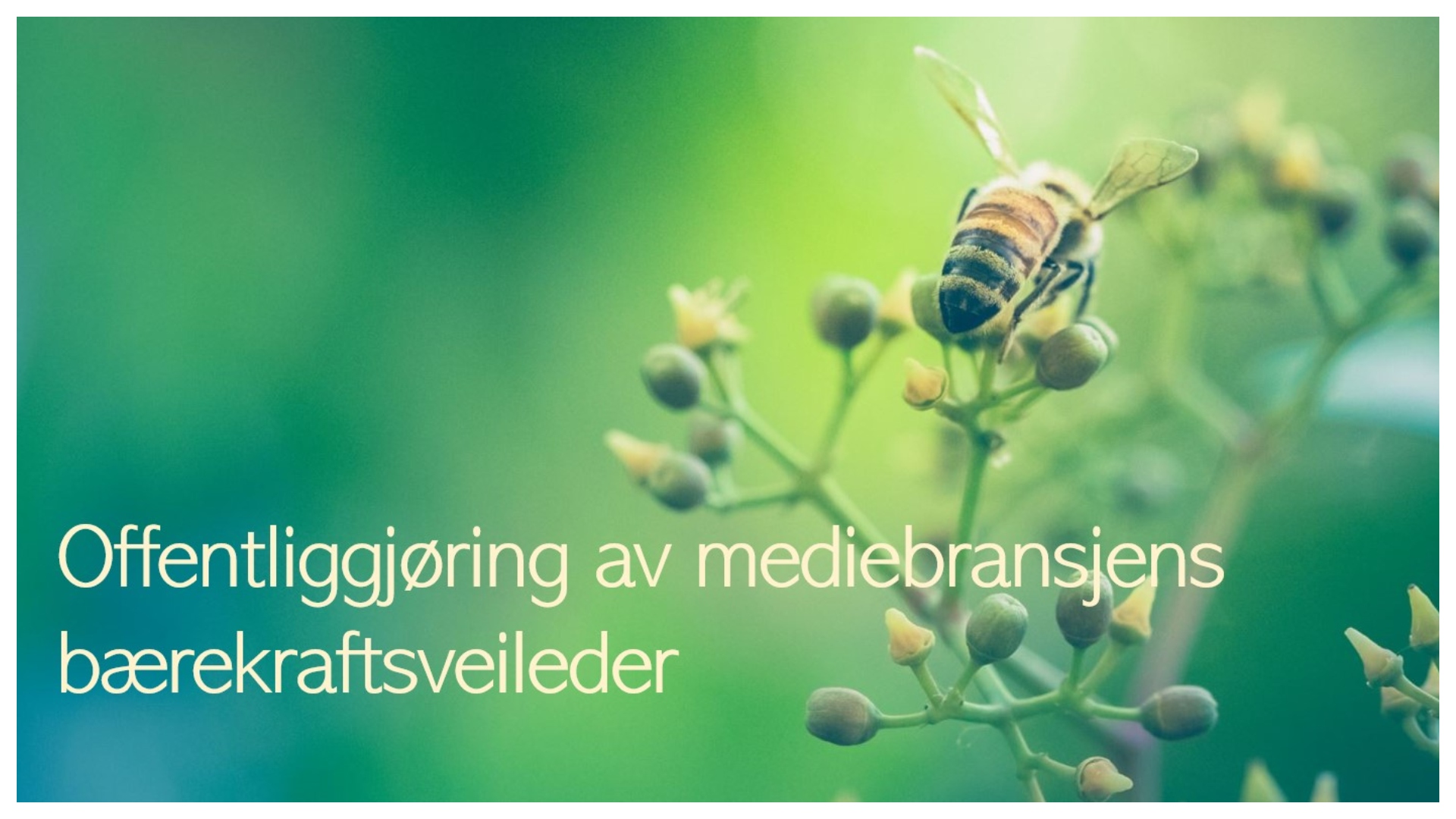Bilde av en bie på en blomst, på grønn bakgrunn. Teksten sier "Offentliggjøring av mediebransjens bærekraftsveileder"